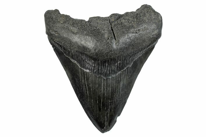 Fossil Megalodon Tooth - South Carolina #275824